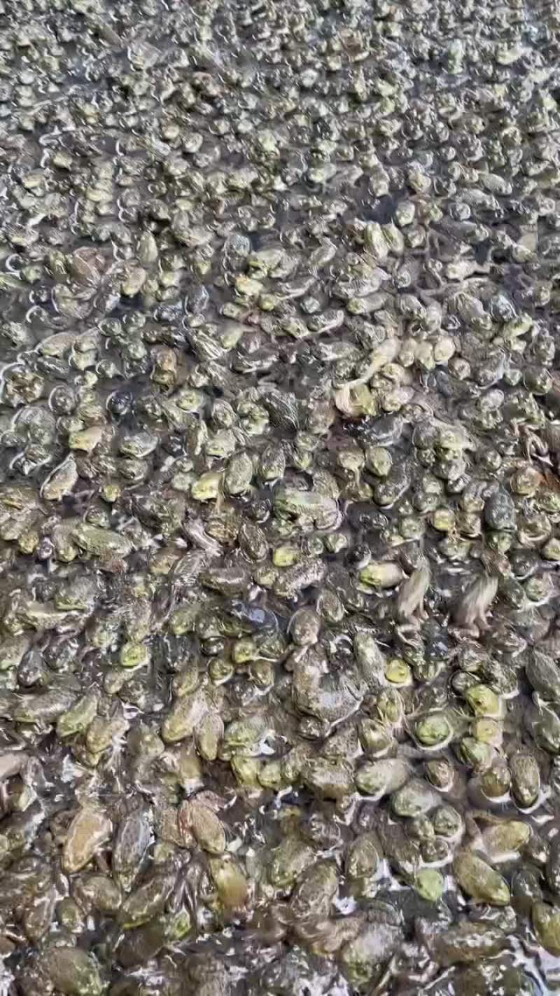 牛蛙小四脚