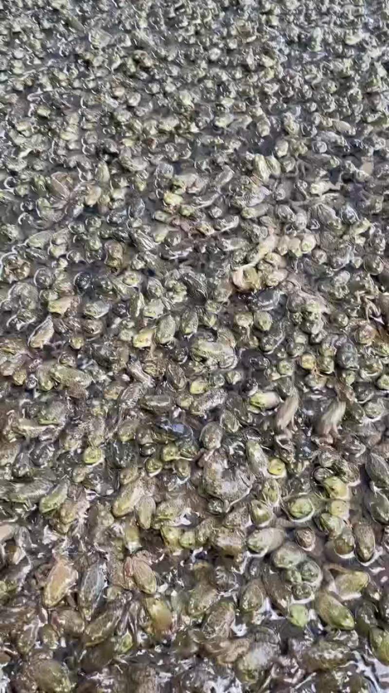 牛蛙小四脚