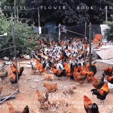 我想卖家鸡