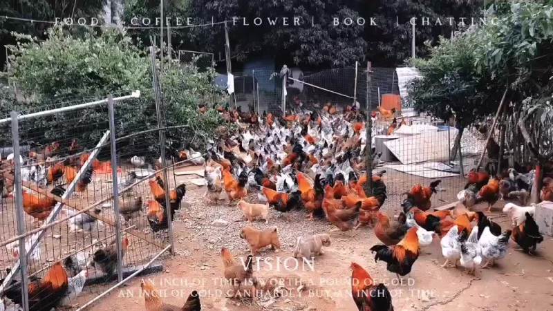 我想卖家鸡