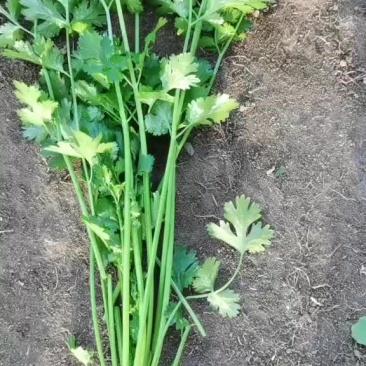 香菜