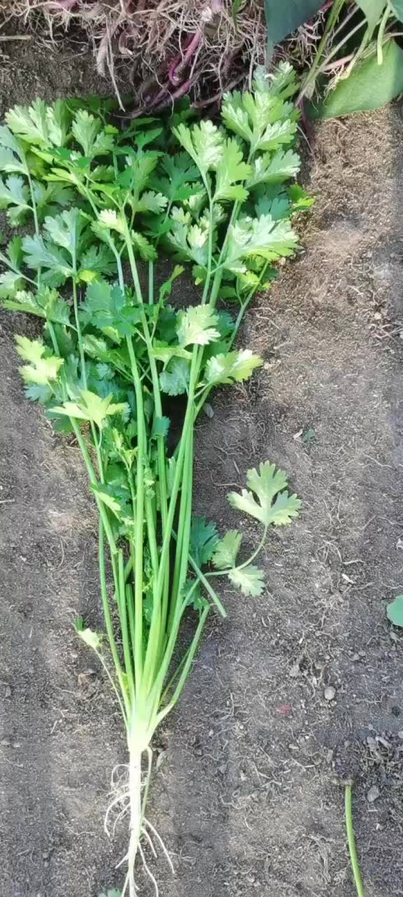 香菜