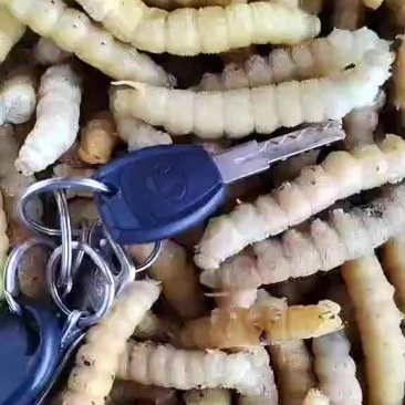 豆虫豆丹速冻豆虫下土豆虫