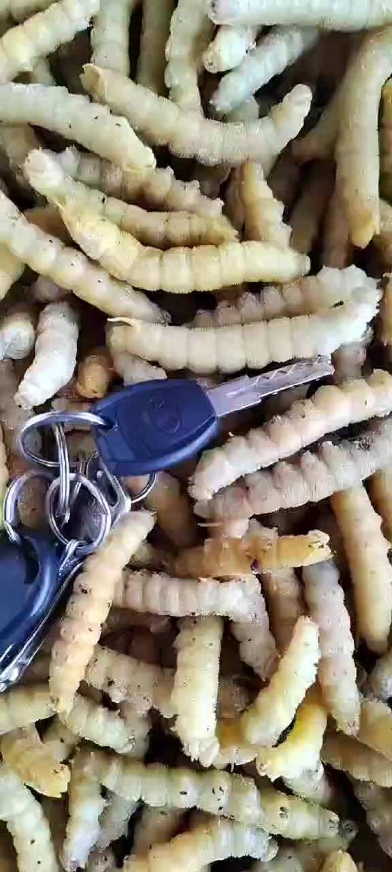 豆虫豆丹速冻豆虫下土豆虫