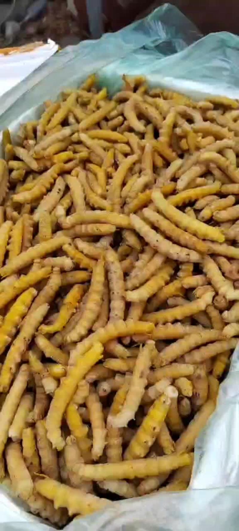 豆虫豆丹速冻豆虫下土豆虫