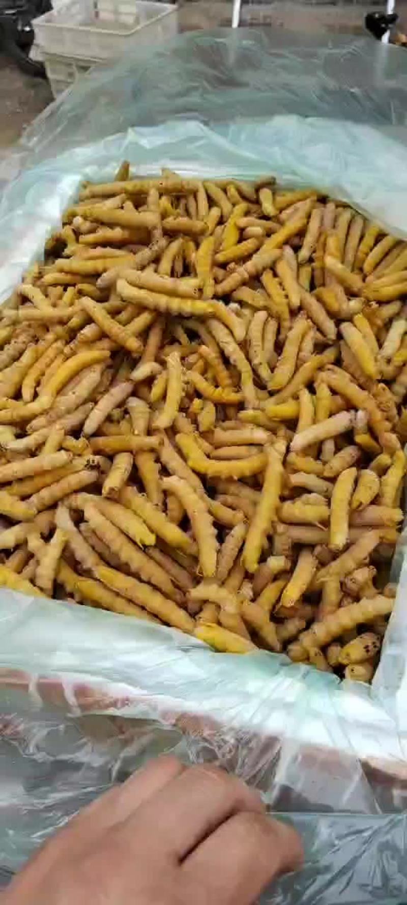 豆虫豆丹速冻豆虫下土豆虫