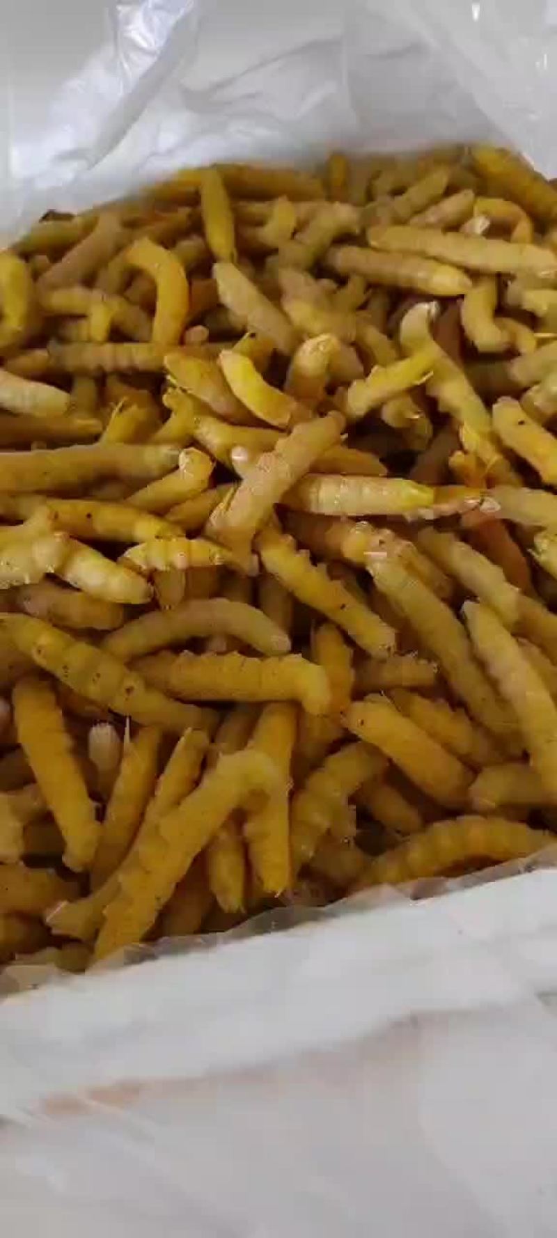 豆虫豆丹速冻豆虫下土豆虫