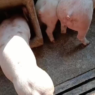 150kg大猪