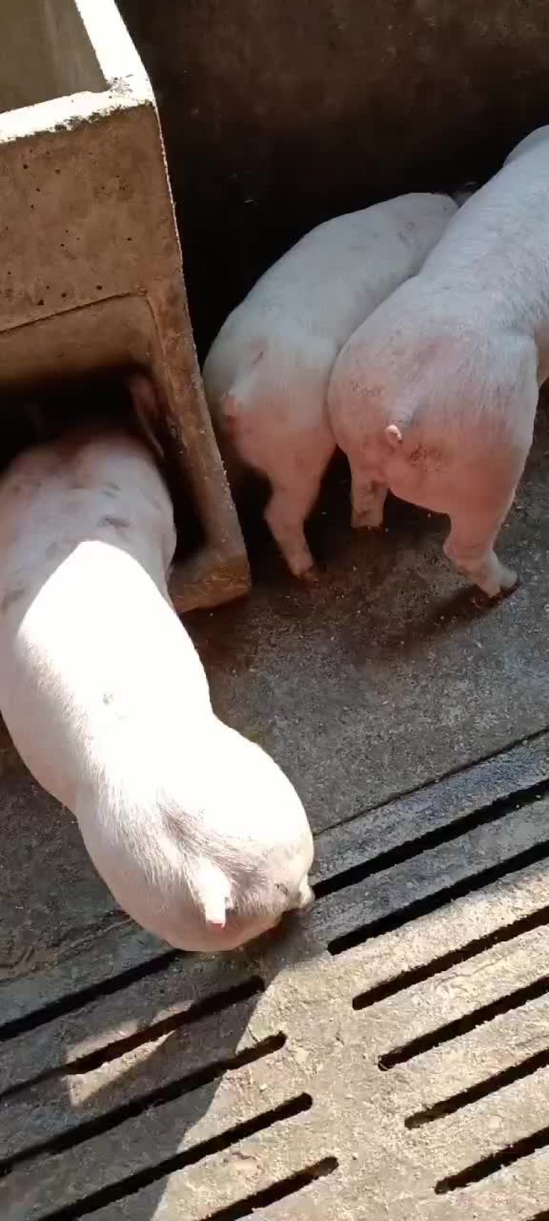 150kg大猪