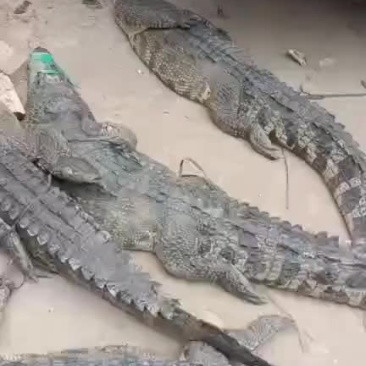 鳄鱼