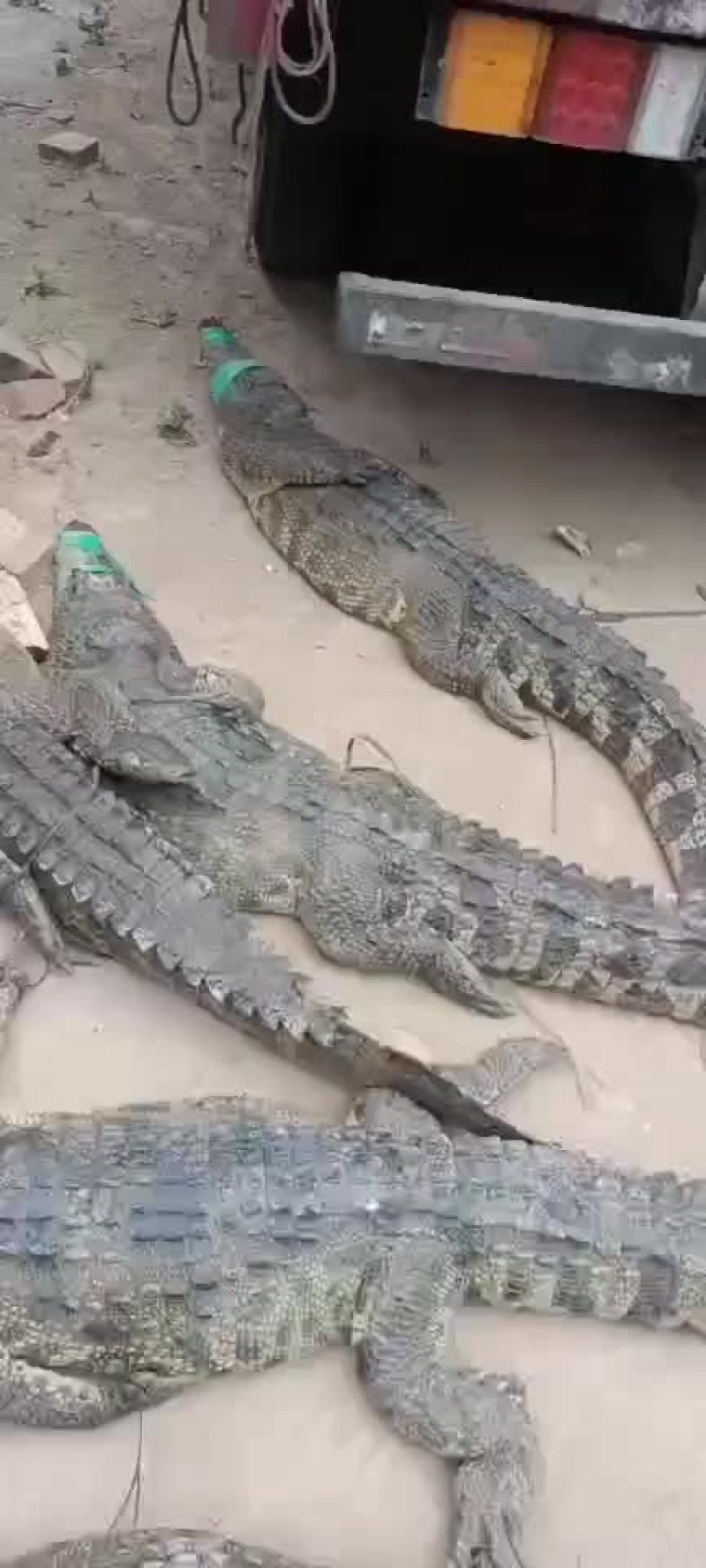 鳄鱼