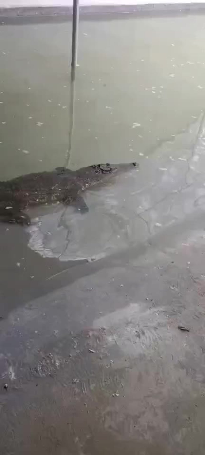 鳄鱼