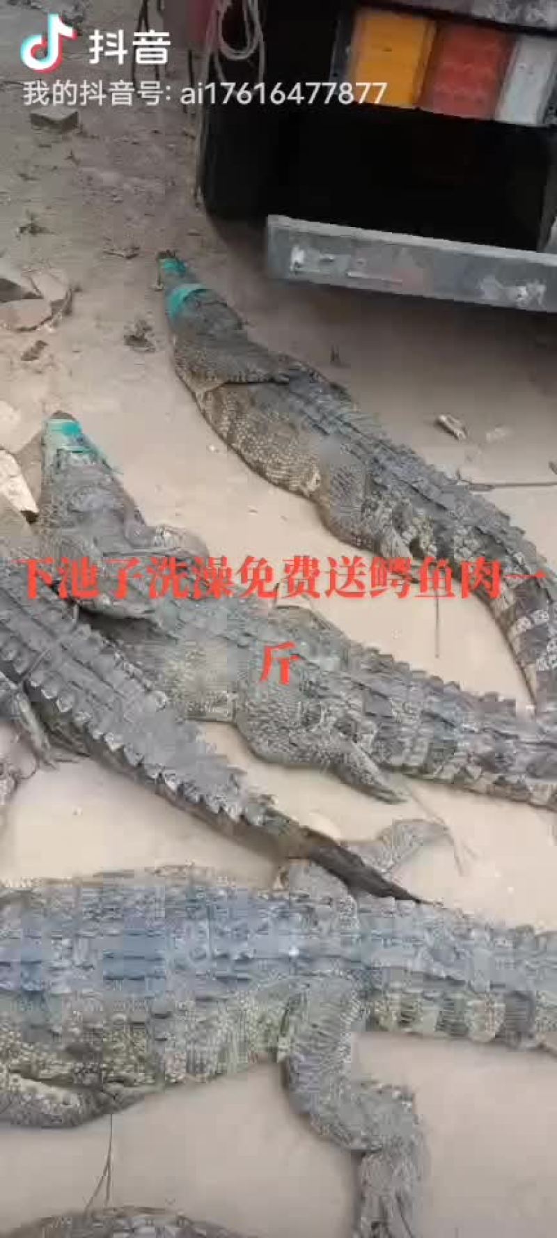 鳄鱼