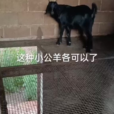 种羊