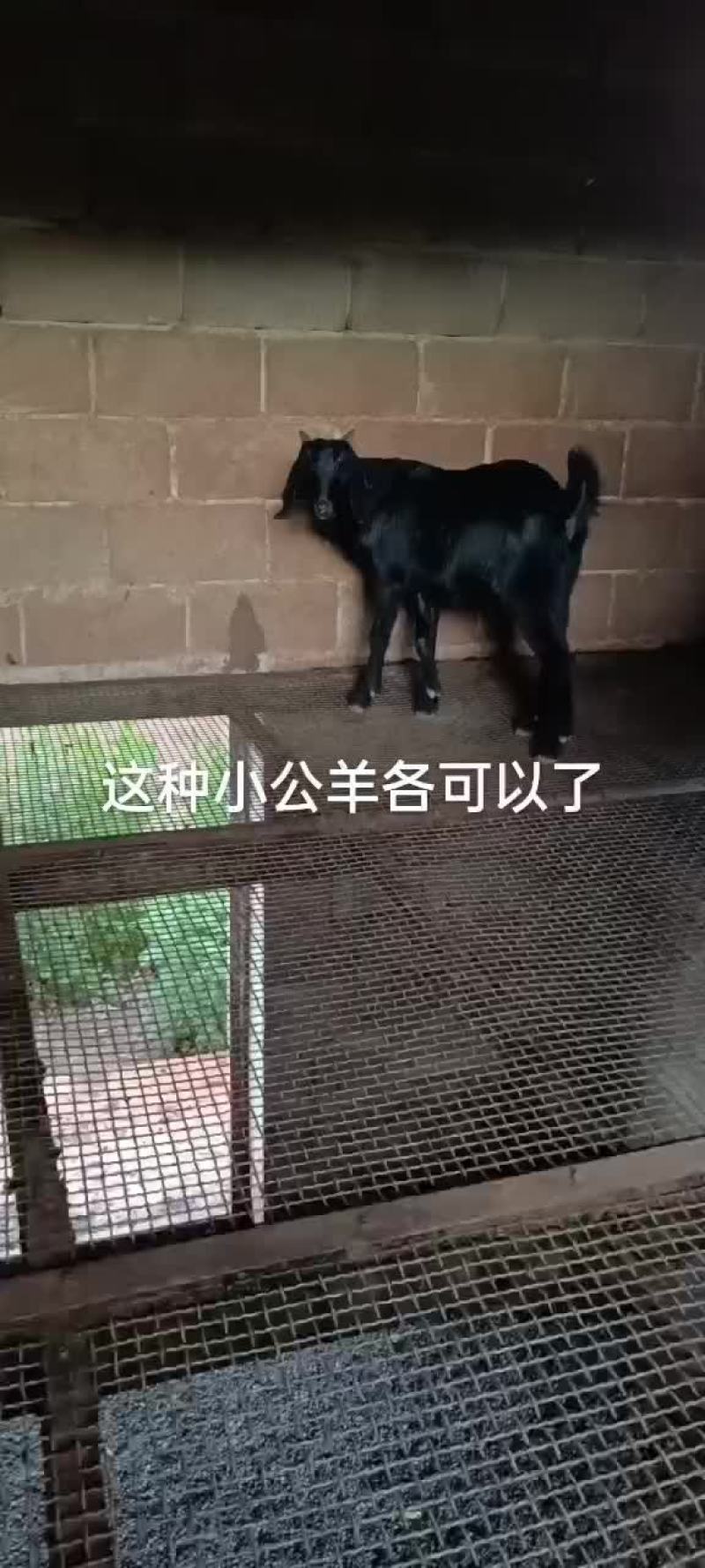 种羊