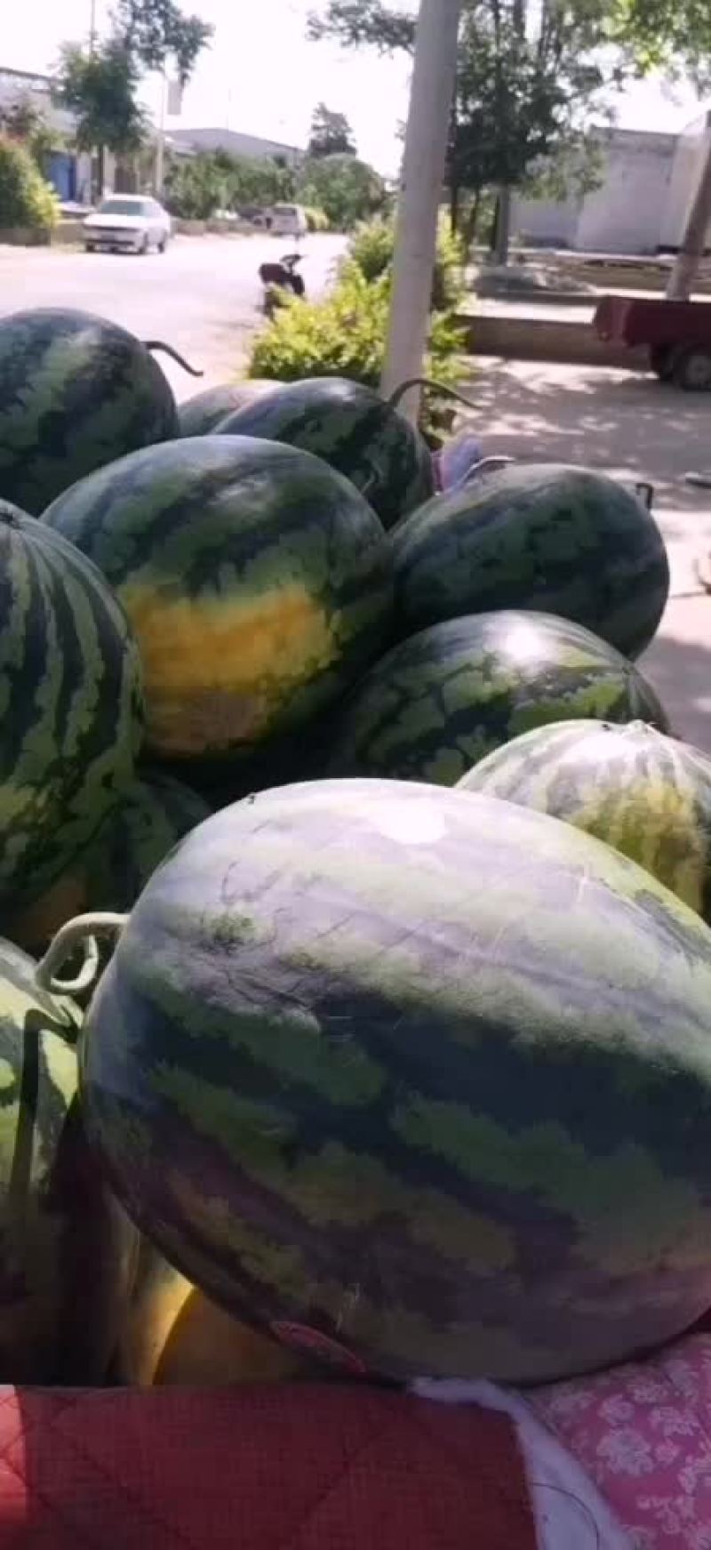 陕西甜王大量上市产地直销真诚代办