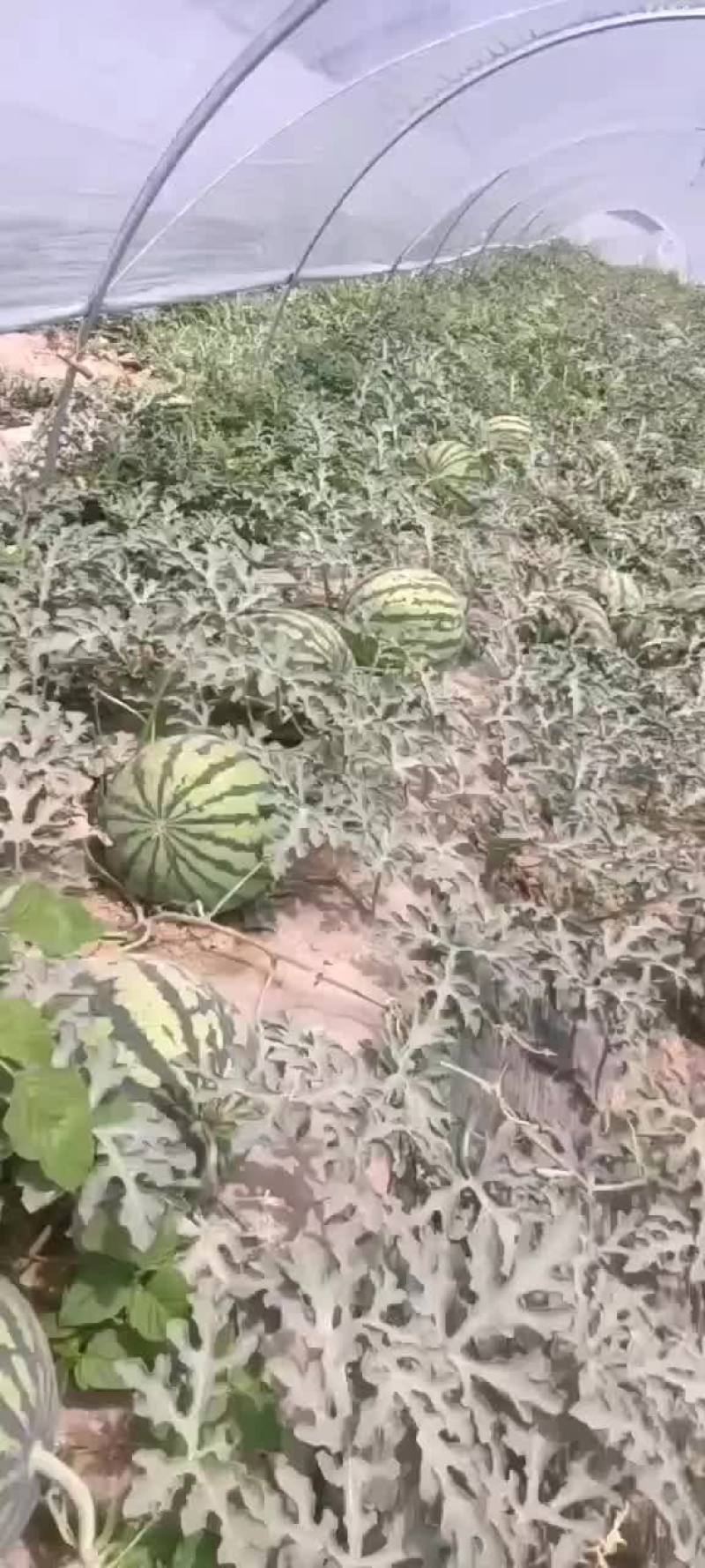 陕西甜王大量上市产地直销真诚代办