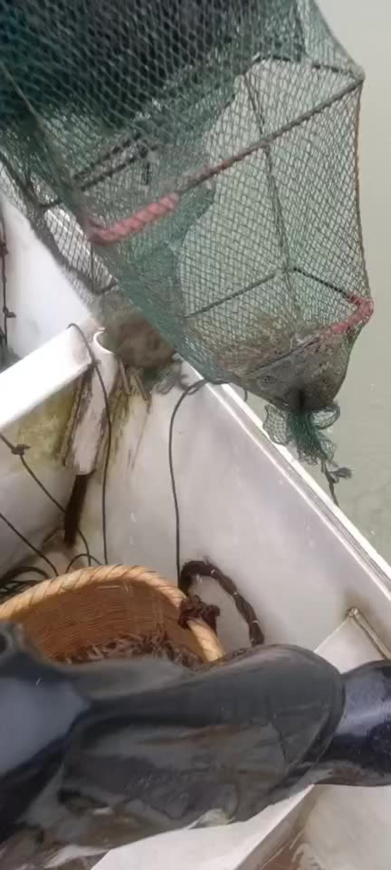 淡水新鲜当天捕捞鲜活