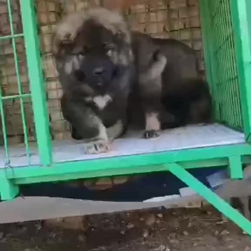 高加索犬，疫苗驱虫已做