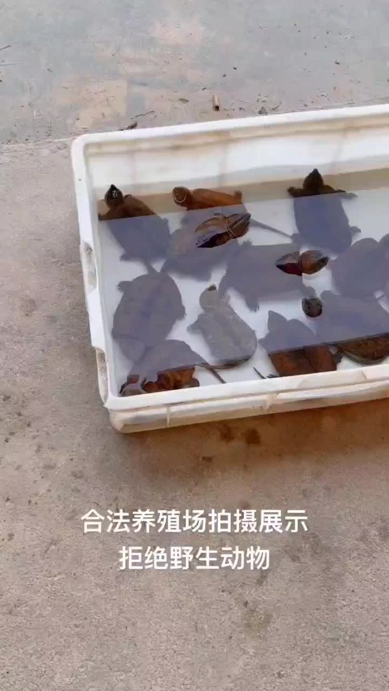 乌龟