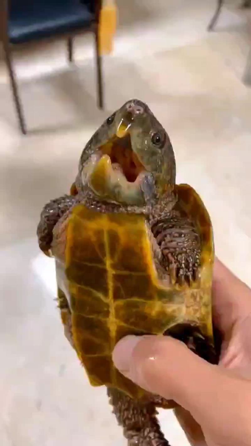 乌龟