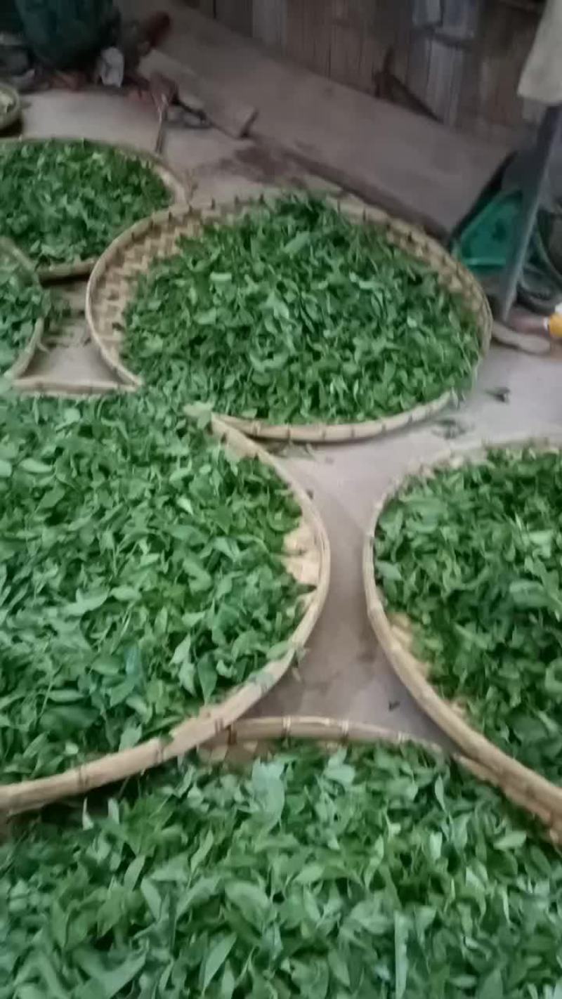 普洱茶易武薄荷糖原生态茶叶