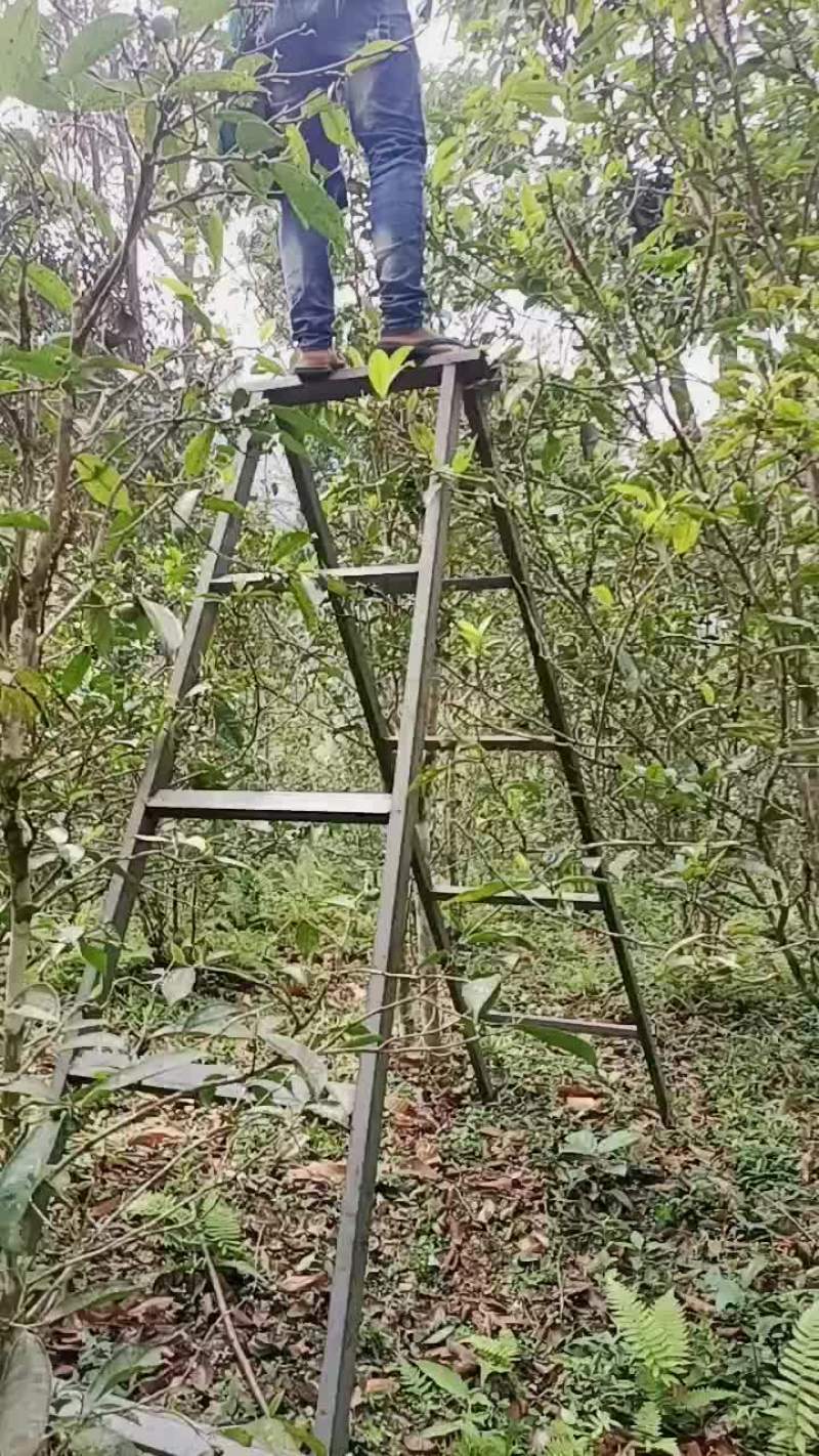 普洱茶易武薄荷糖原生态茶叶