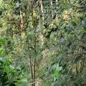 普洱茶易武薄荷糖原生态茶叶