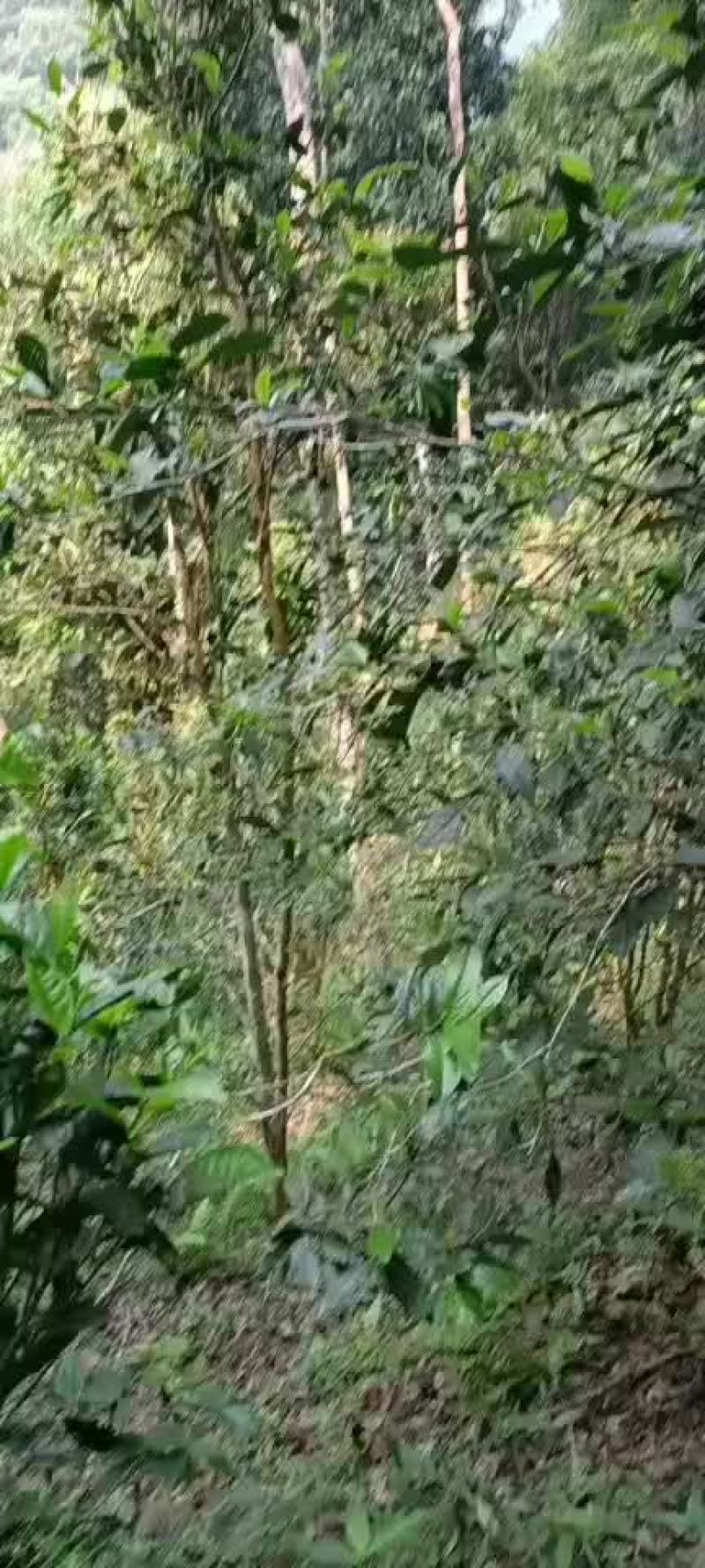 普洱茶易武薄荷糖原生态茶叶