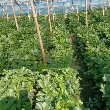 辽宁新民是西芹和西瓜的产地，本产地还有大量小西瓜。