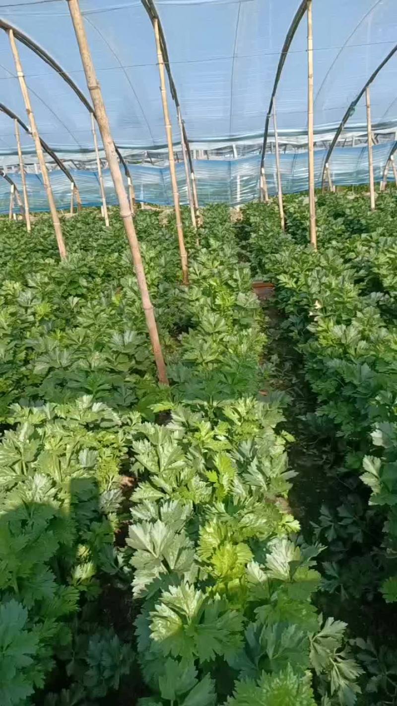 辽宁新民是西芹和西瓜的产地，本产地还有大量小西瓜。