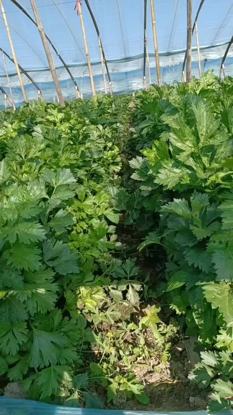 辽宁新民是西芹和西瓜的产地，本产地还有大量小西瓜。