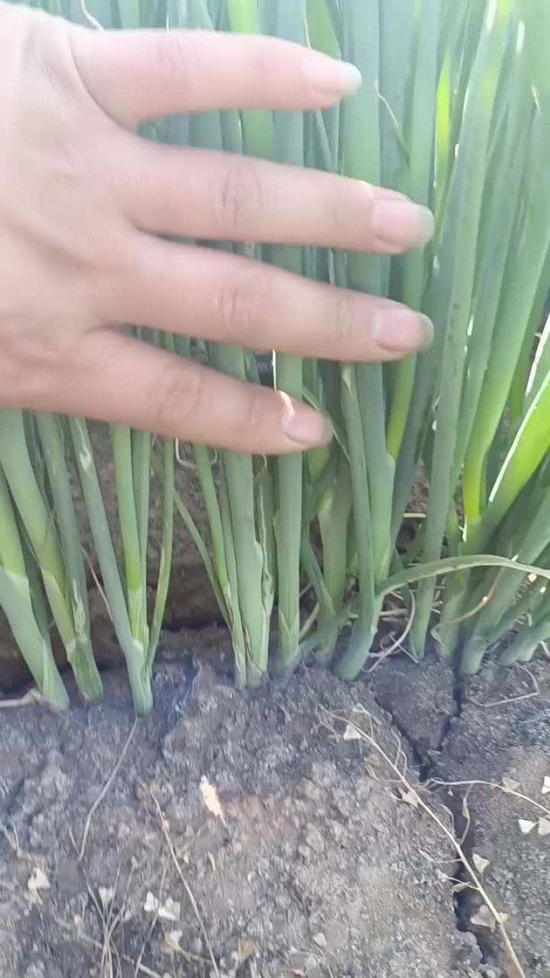 5月31号，来基地看看葱苗，葱苗大量上市