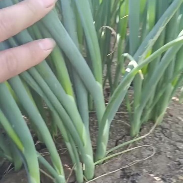 5月31号，来基地看看葱苗，葱苗大量上市