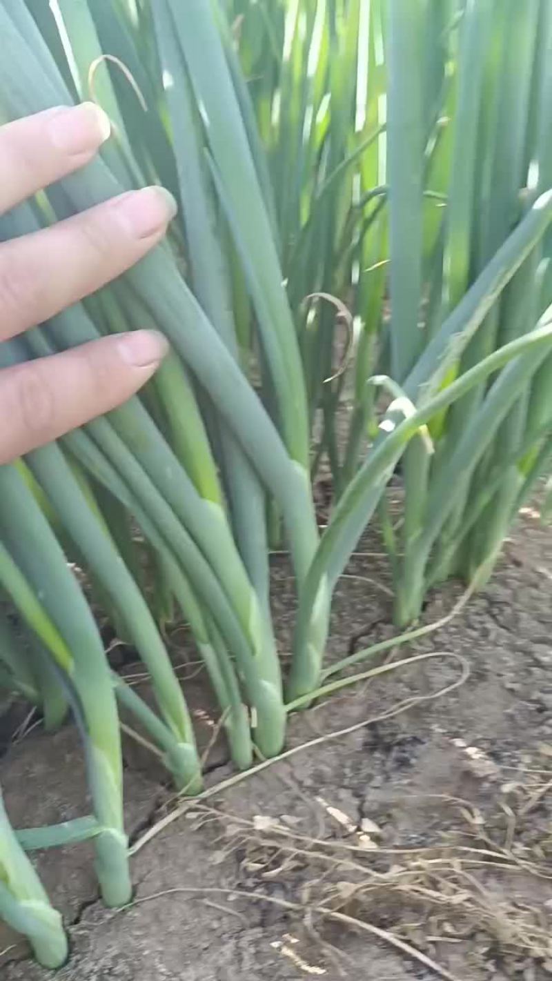 5月31号，来基地看看葱苗，葱苗大量上市