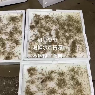 奉化海边养殖场育苗基地梭子蟹苗5月20日左右开市