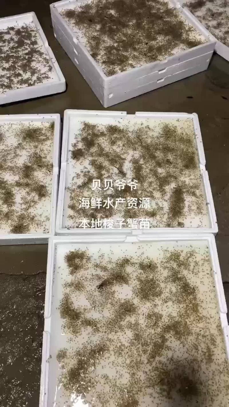 奉化海边养殖场育苗基地梭子蟹苗5月20日左右开市