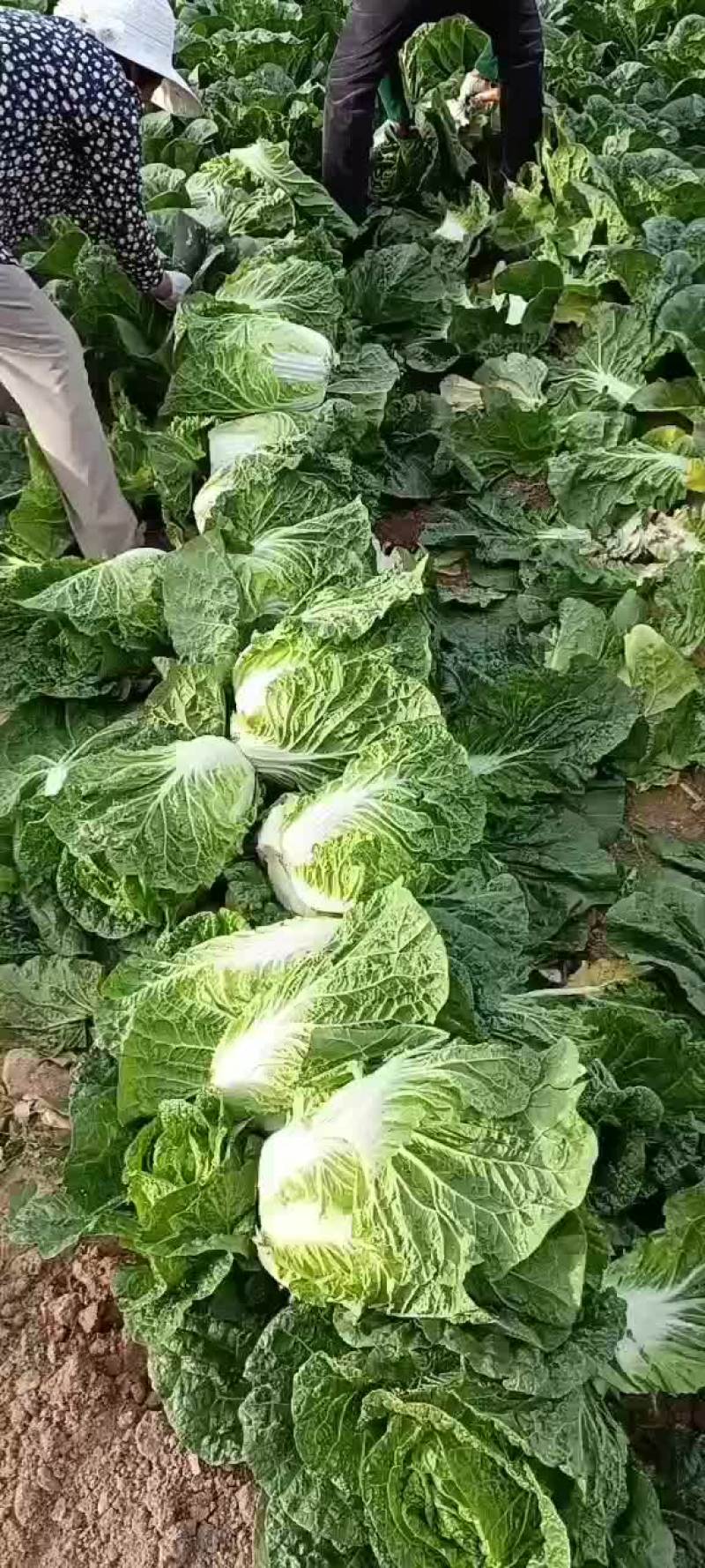 大白菜，黄心白菜，春夏王白菜