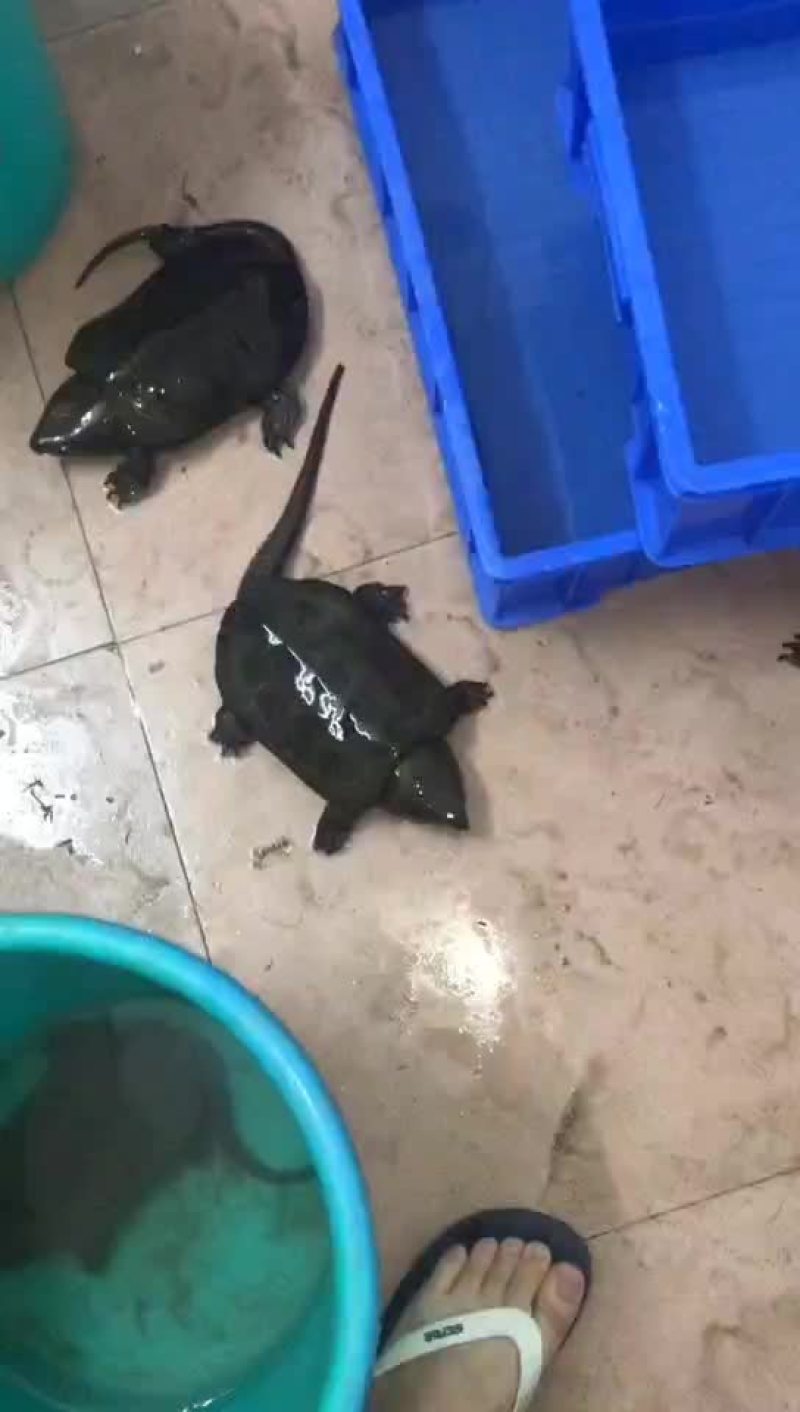 大量小苗送合法养殖，