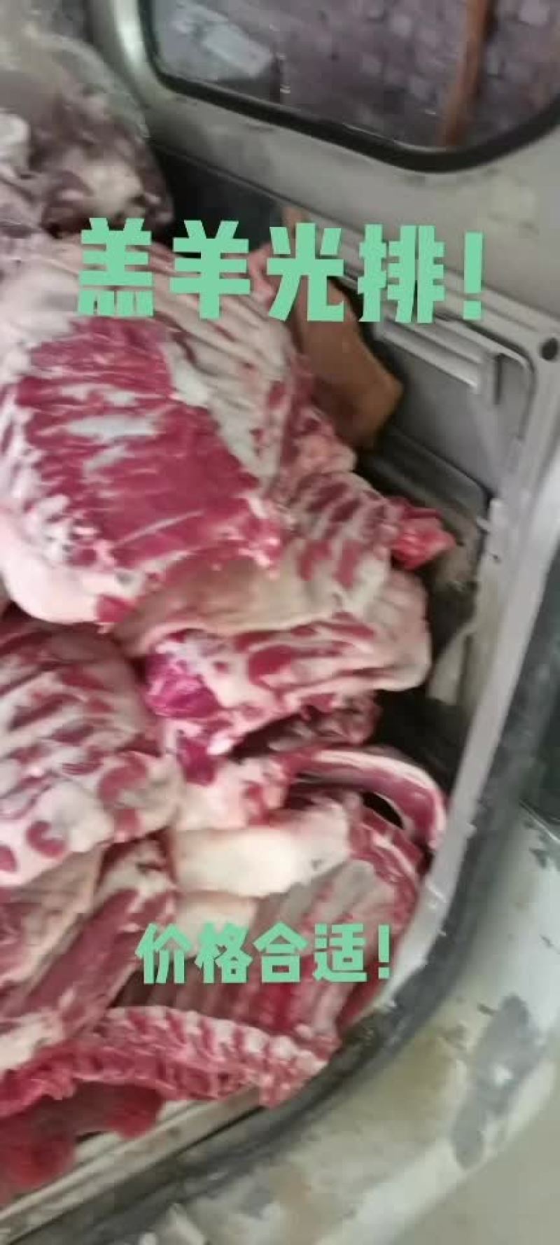 羔羊光排！
