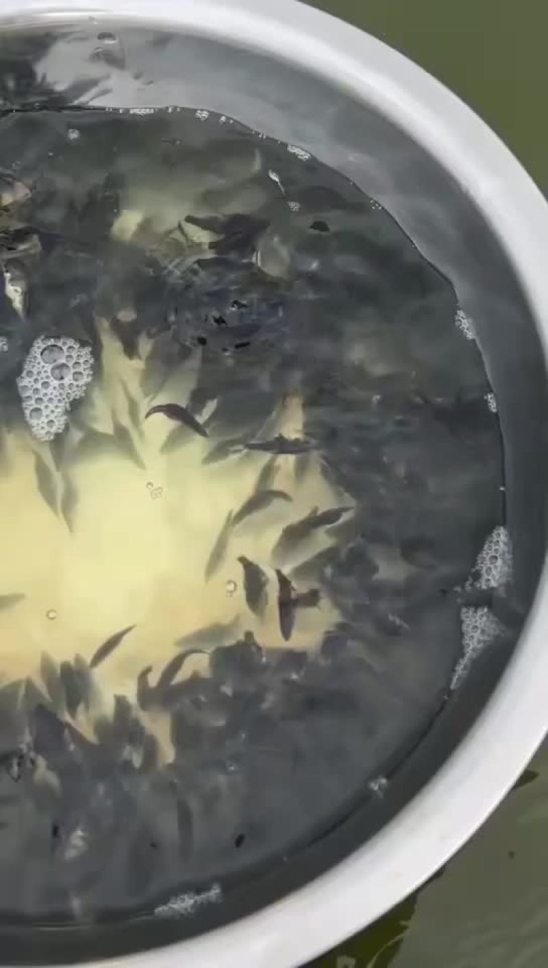 塘头大量出售各种规格桂花鱼苗，鳜鱼苗