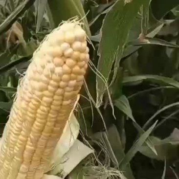 水果玉米面积大户人家需要的老板前来选购