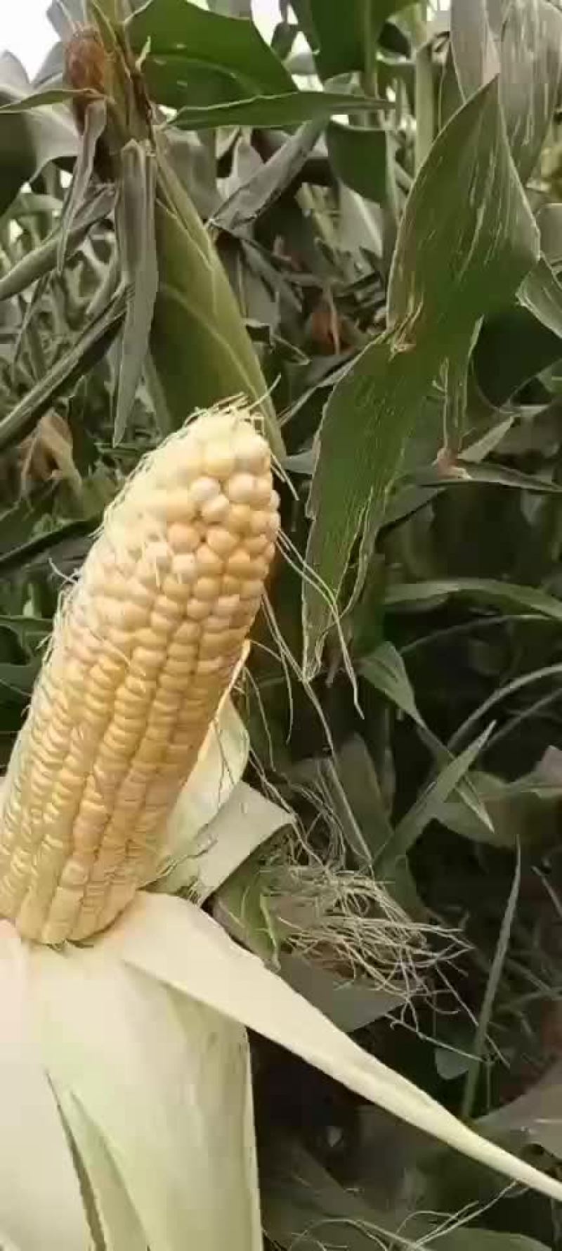 水果玉米面积大户人家需要的老板前来选购