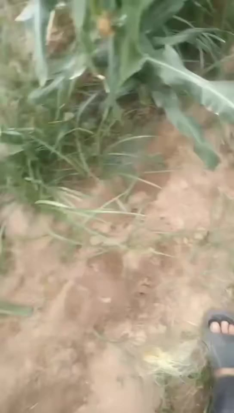 水果玉米面积大户人家需要的老板前来选购
