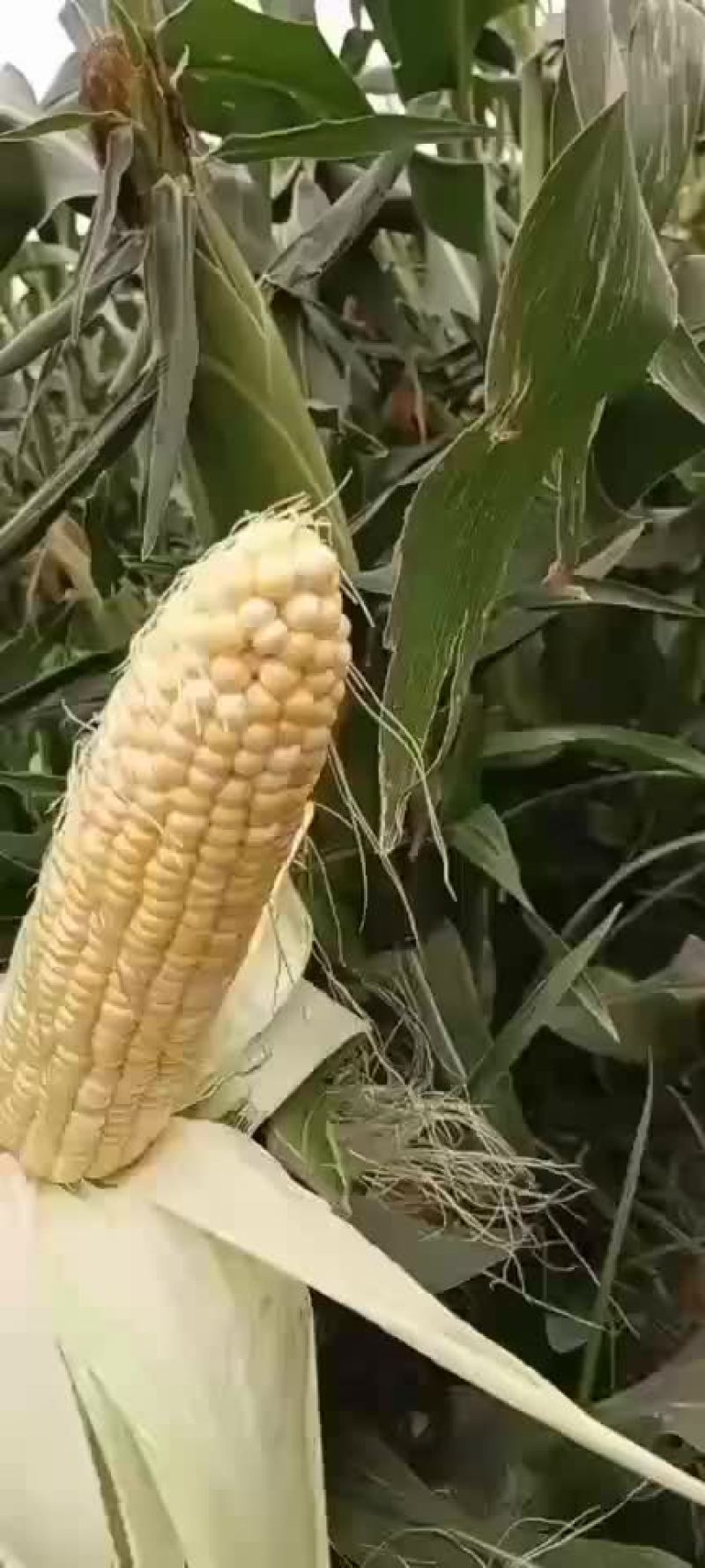 水果玉米面积大户人家需要的老板前来选购