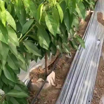 品种矮化樱桃苗现货供应中，货源充足，品种齐全，可以签合同