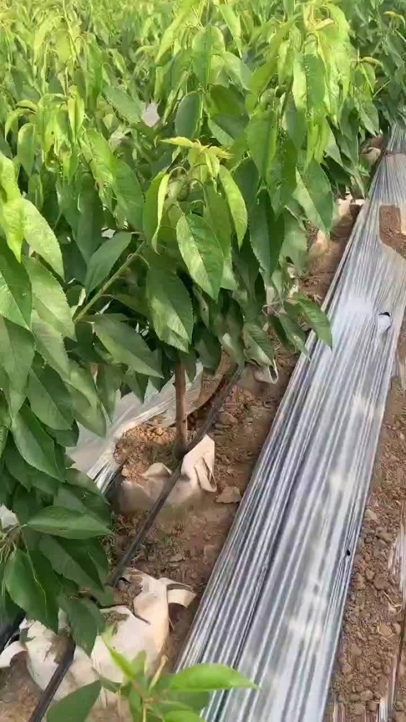 品种矮化樱桃苗现货供应中，货源充足，品种齐全，可以签合同