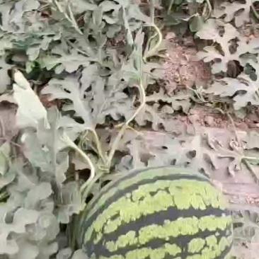 西瓜