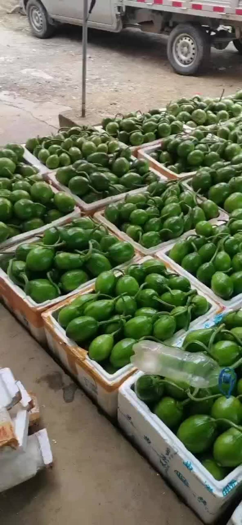黔西吊吊小南瓜马上上市了