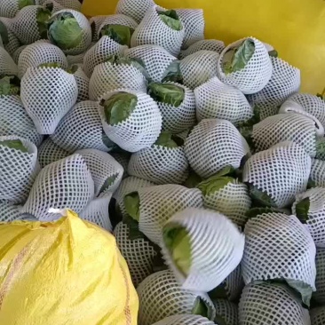 甘蓝精品甘蓝，